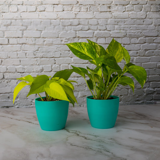 Houseplants That Add Comfort During Summer