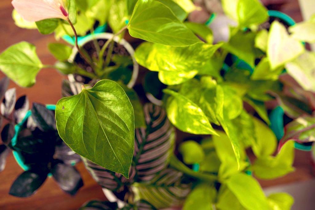 Are you a New Plant Parent? Here are 10 tips that will keep your Plant alive!