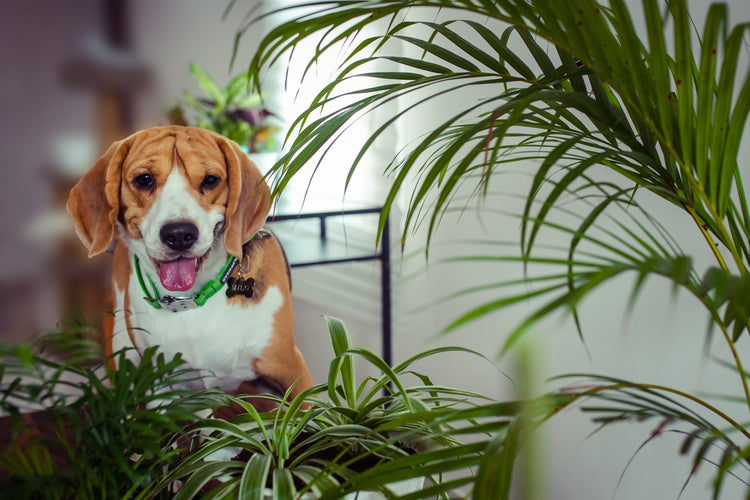 Pet Friendly Plants