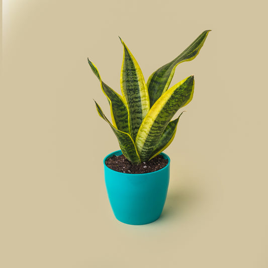 Snake Plant