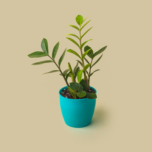 Green ZZ Plant