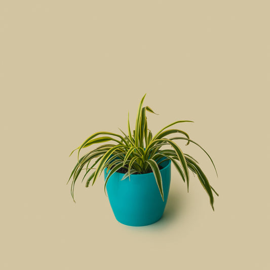 Spider Plant