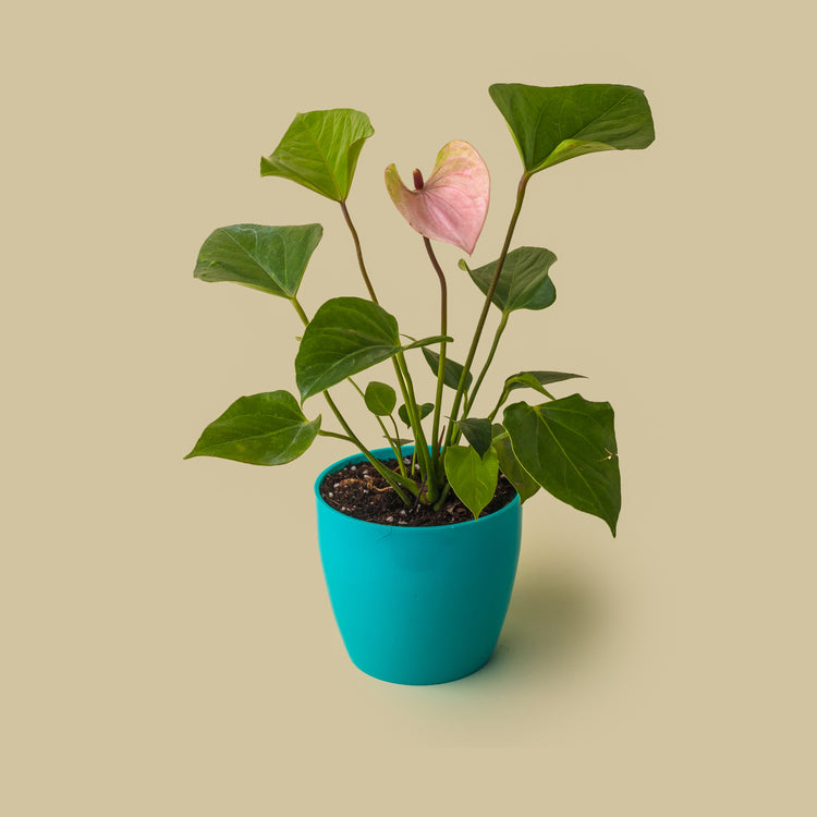 Anthurium Pink