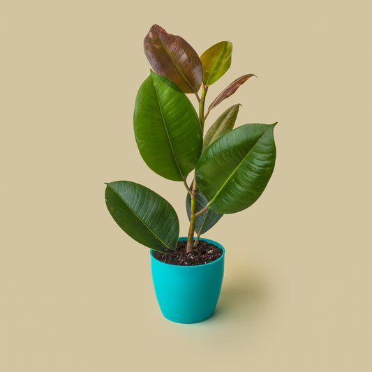 Rubber Plant