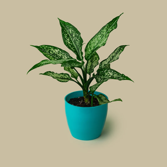 Aglaonema SnowWhite