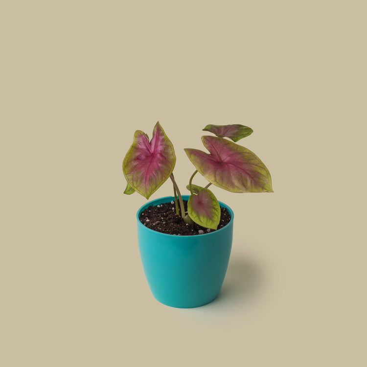 Caladium Pink