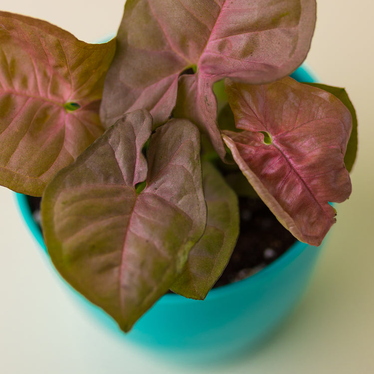 Syngonium Pink