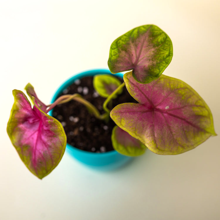 Caladium Pink