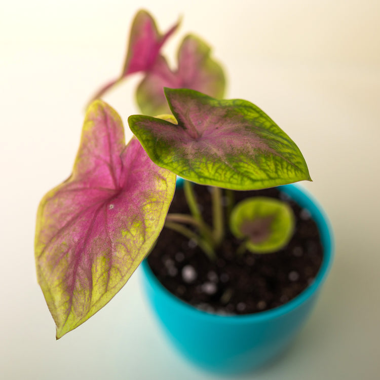 Caladium Pink