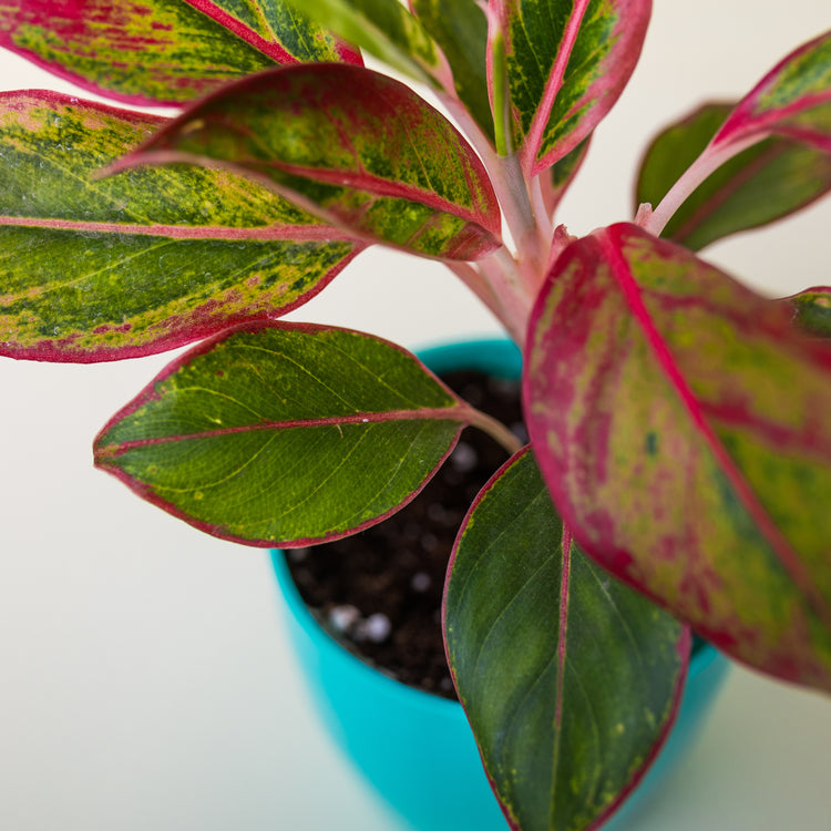 Aglaonema Lipstick