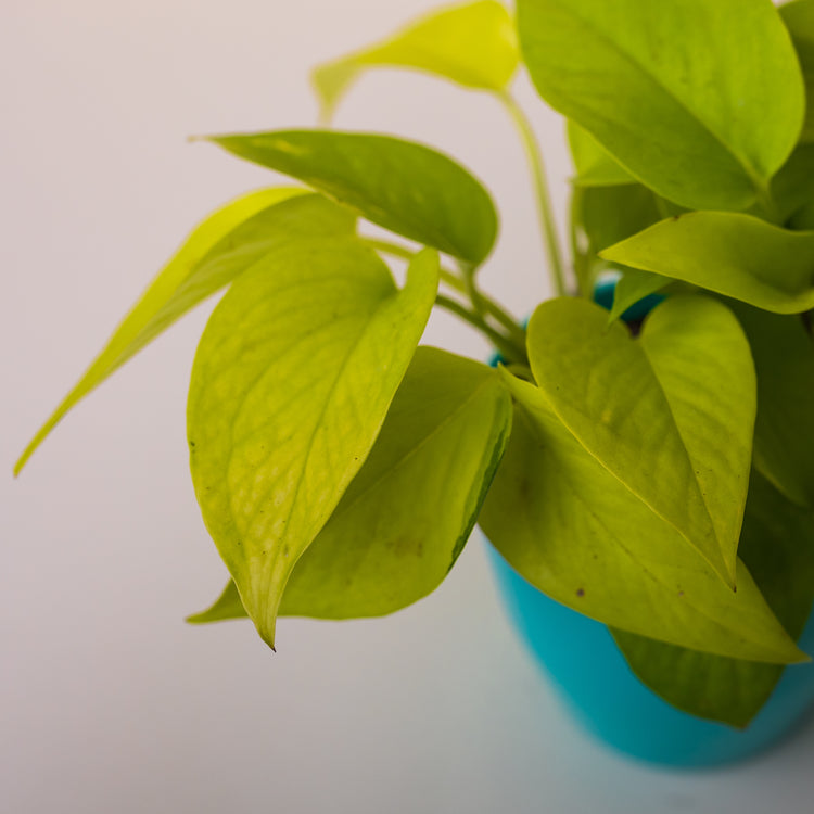 Neon Pothos