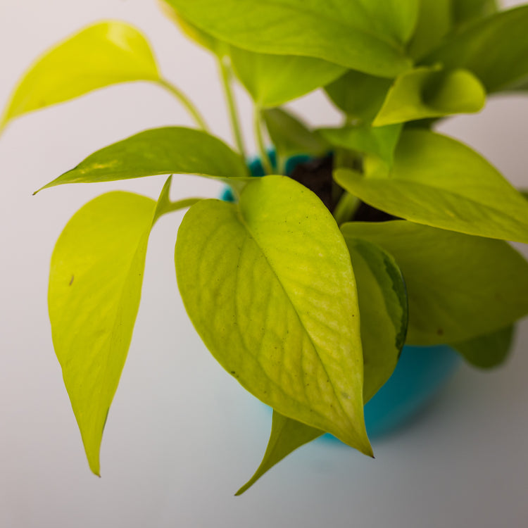 Neon Pothos