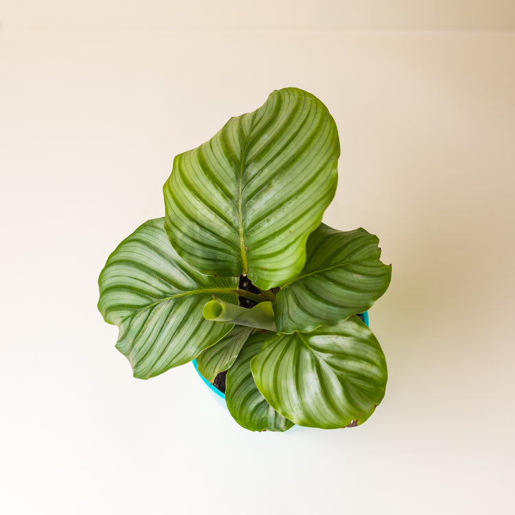 Calathea Orbifolia