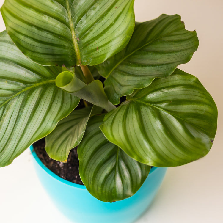 Calathea Orbifolia