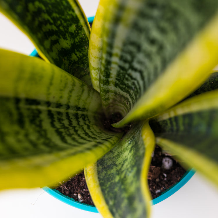 Snake Plant