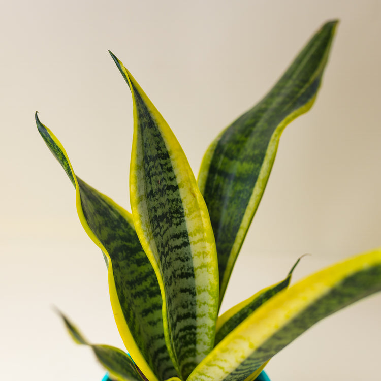 Snake Plant