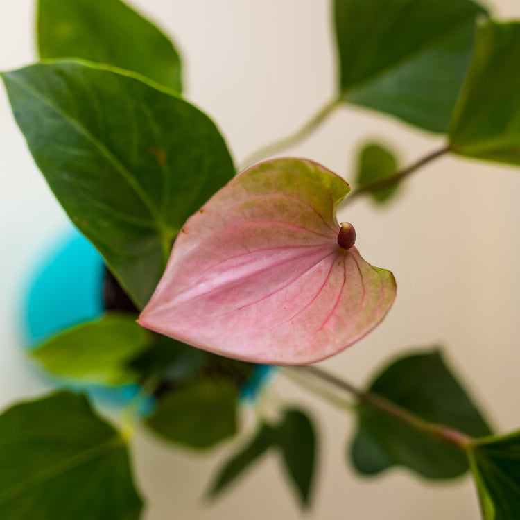 Anthurium Pink