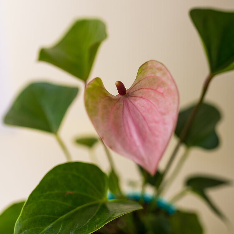 Anthurium Pink