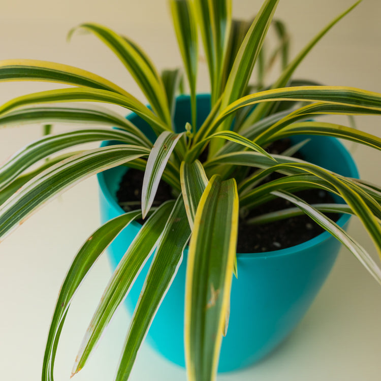 Spider Plant