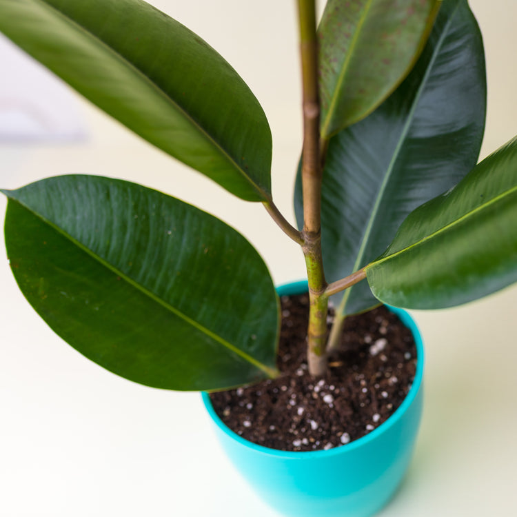 Rubber Plant