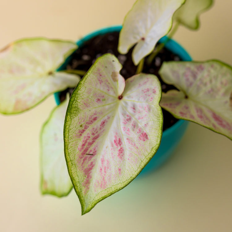 Caladium Strawberry Star