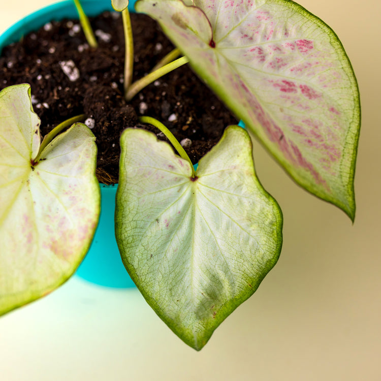 Caladium Strawberry Star