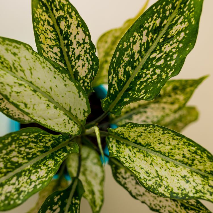 Aglaonema SnowWhite