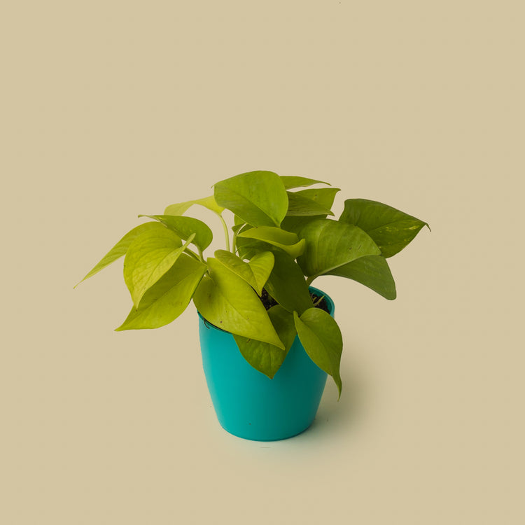 Neon Pothos