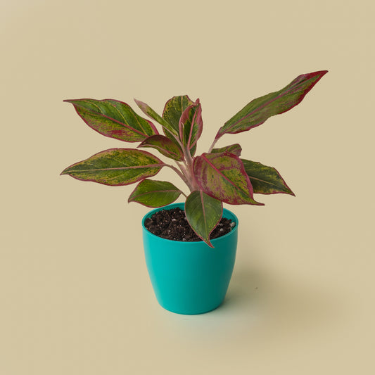 Aglaonema Lipstick