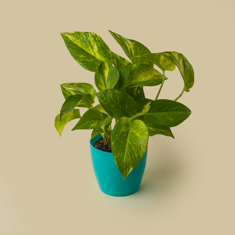 Golden Pothos