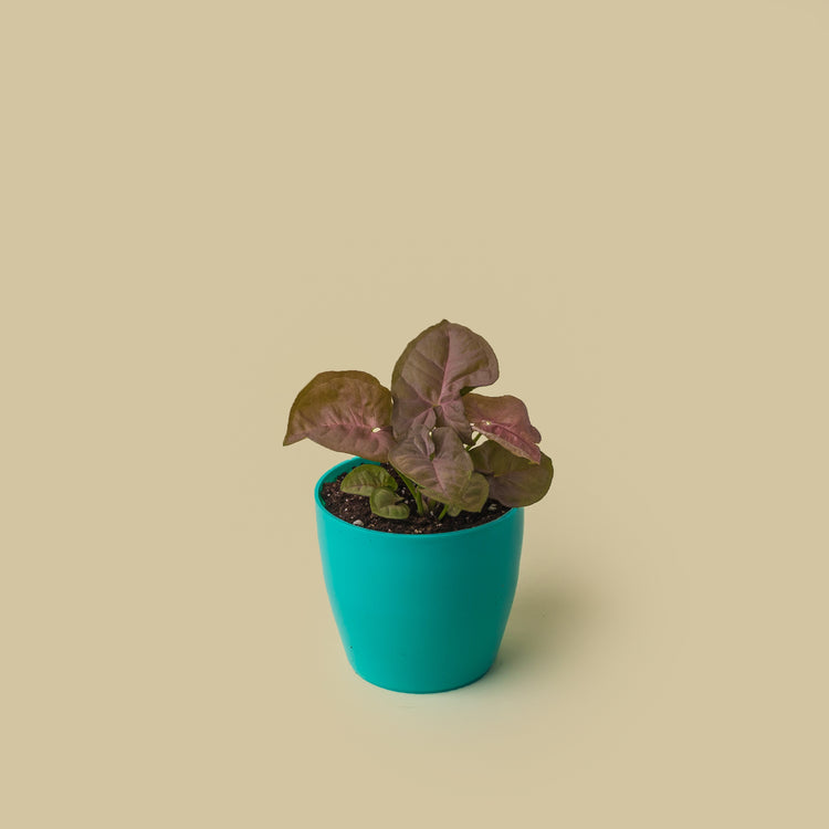 Syngonium Pink