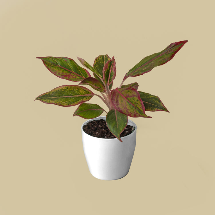 Aglaonema Lipstick