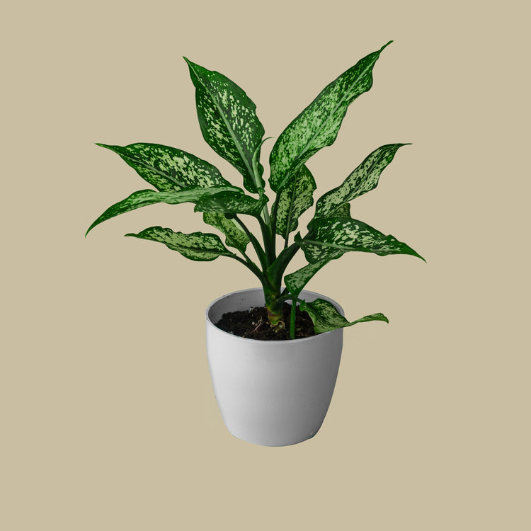 Aglaonema SnowWhite