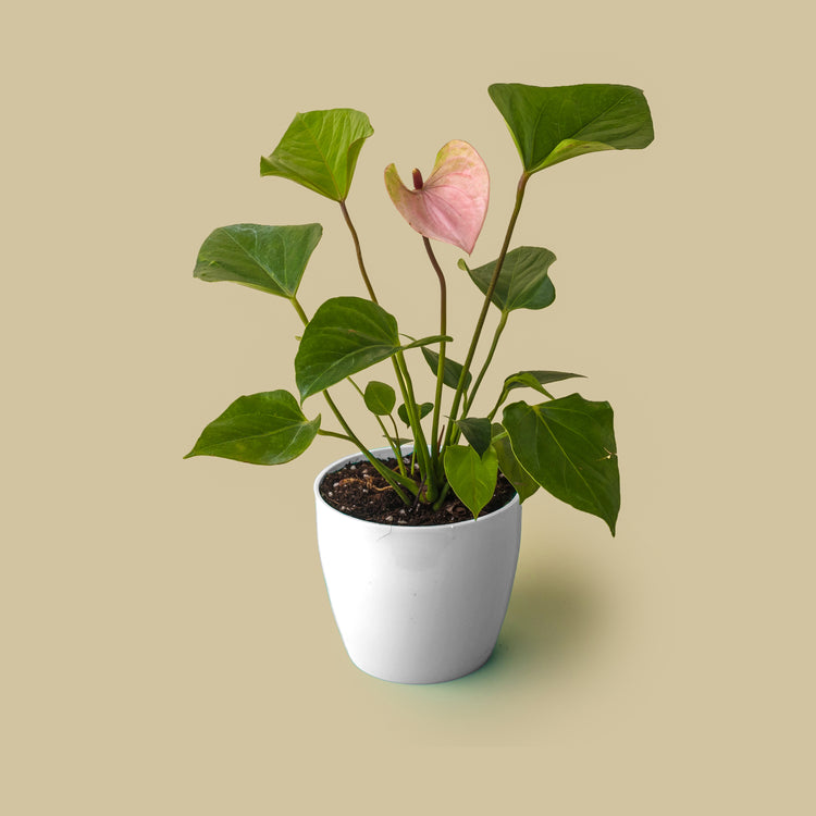 Anthurium Pink