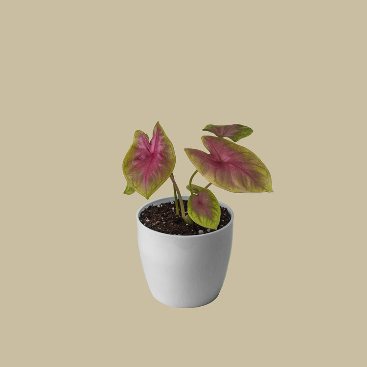 Caladium Pink