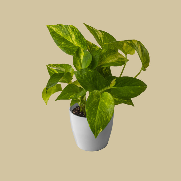 Golden Pothos