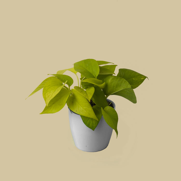 Neon Pothos