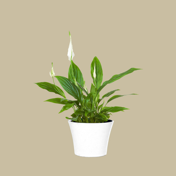 Peace Lily