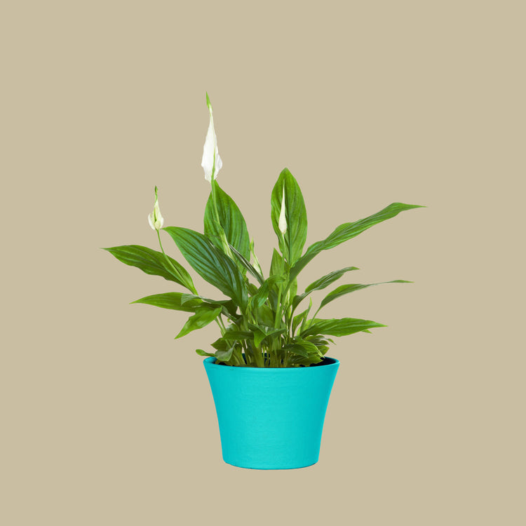 Peace Lily