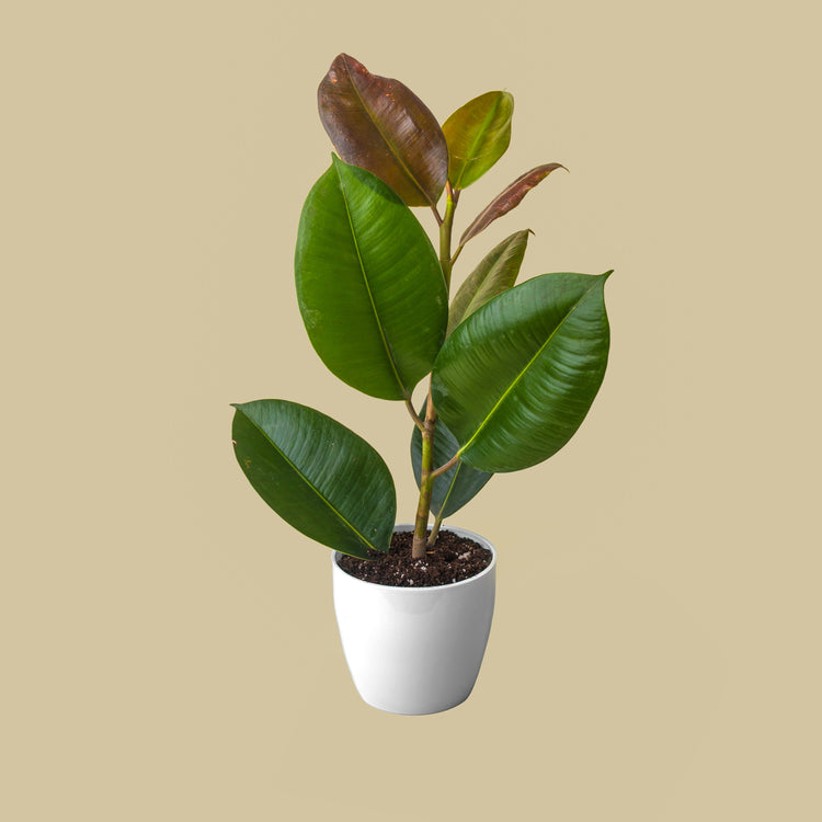 Rubber Plant