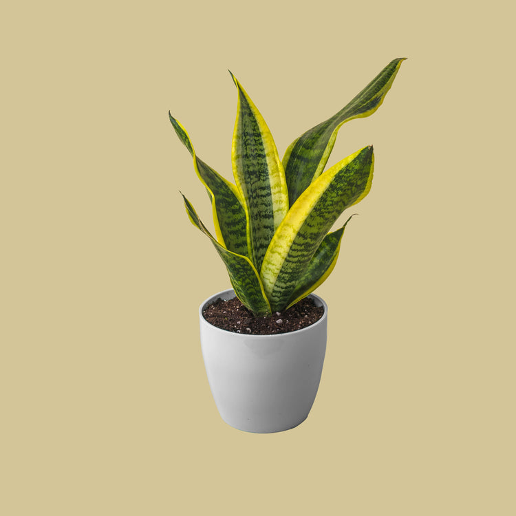 Snake Plant