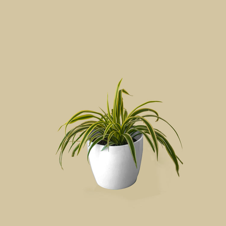 Spider Plant