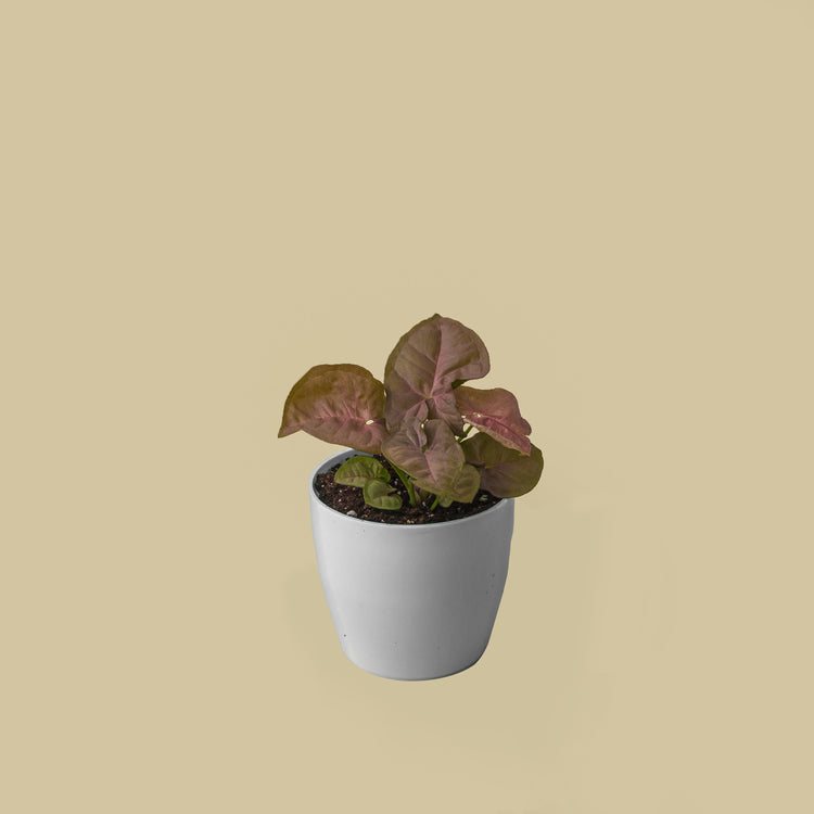 Syngonium Pink