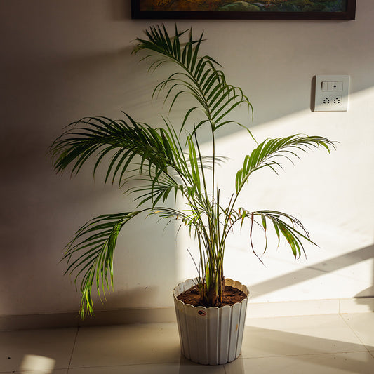 Areca Palm